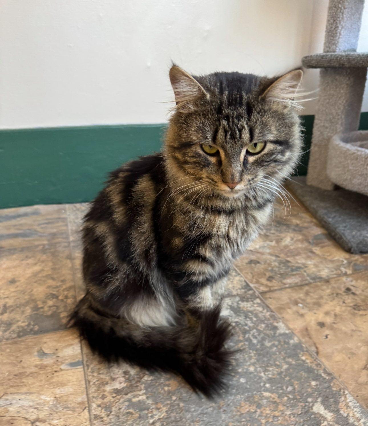 Enlarge Kristof, a ADOPTABLE Tabby in Webster, NY image 1/1