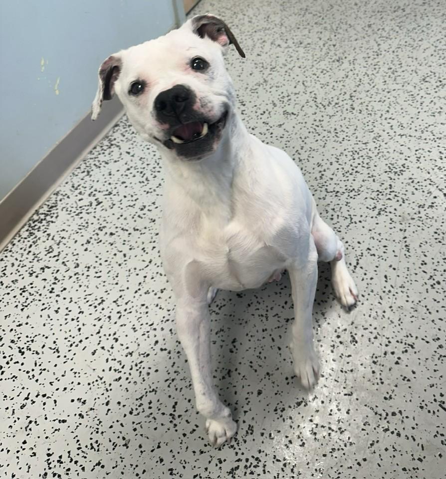 Roxy, adopted, Senior Female Boxer.