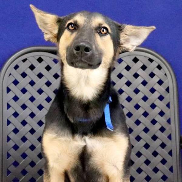 Jaclyn, Adoptable, Young Female German Shepherd Dog.