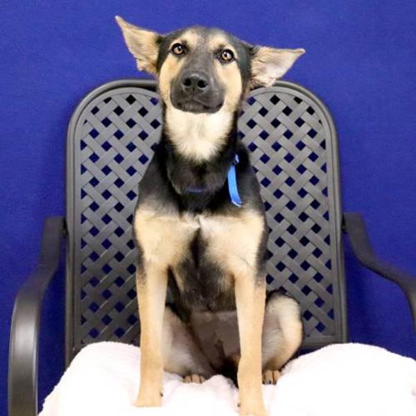 Enlarge Jaclyn, a Adoptable mixed breed in Midland, TX image 2/2