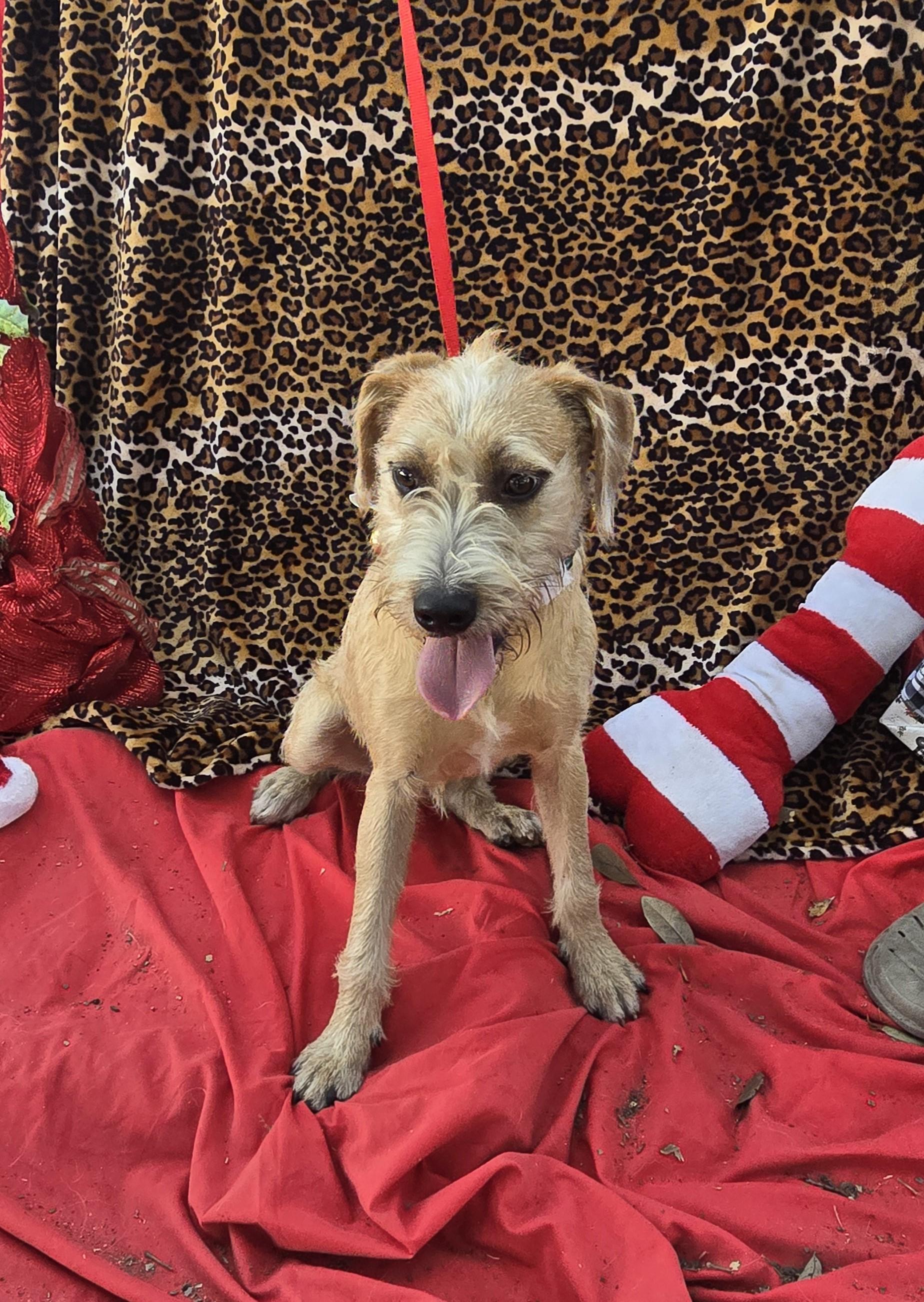 Enlarge Shayano WA13864-T , a Adoptable mixed breed in Bellevue, WA image 3/6