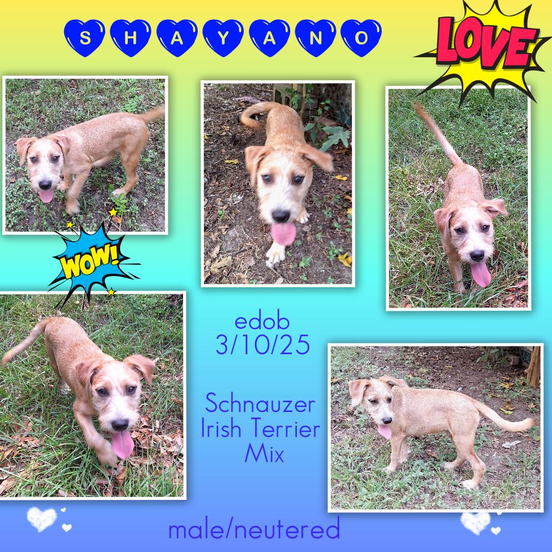 Enlarge Shayano WA13864-T , a Adoptable mixed breed in Bellevue, WA image 5/6