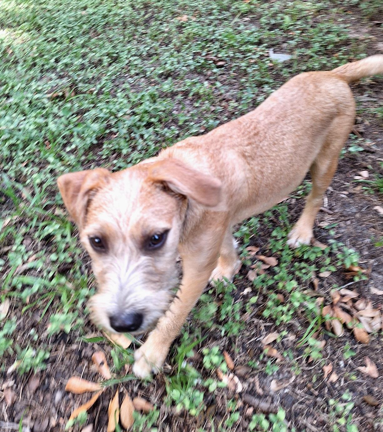 Enlarge Shayano WA13864-T , a Adoptable mixed breed in Bellevue, WA image 4/6