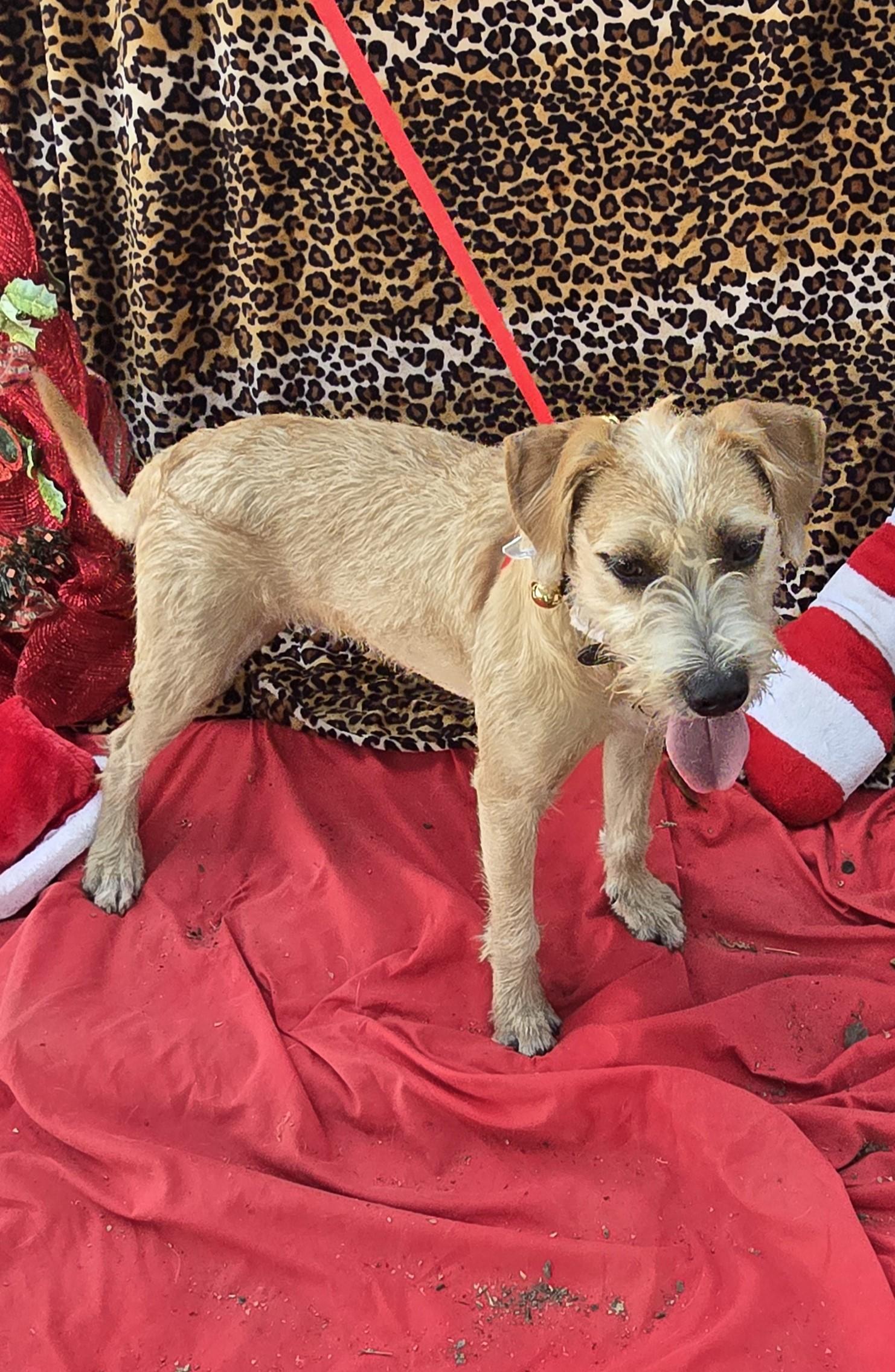 Enlarge Shayano WA13864-T , a Adoptable mixed breed in Bellevue, WA image 2/6