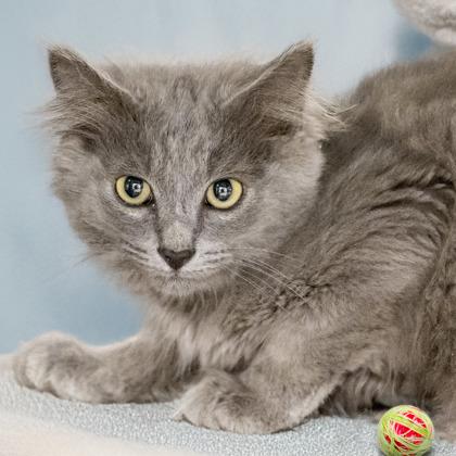 Brookings, Adoptable, Kitten Male Domestic Long Hair & Domestic Short Hair.