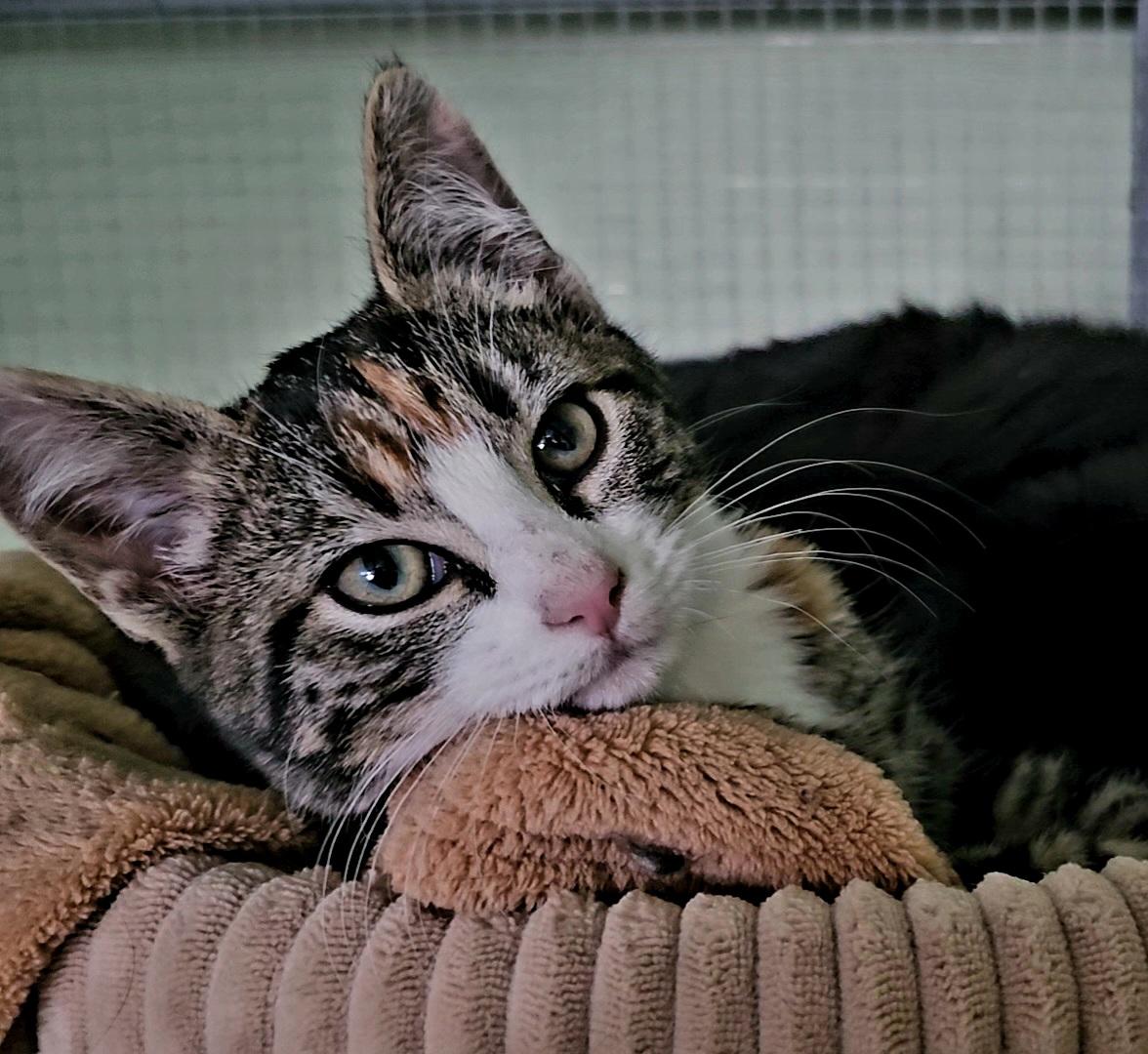 Enlarge Cedar, a Adoptable Domestic Short Hair in Pinedale, WY image 3/5