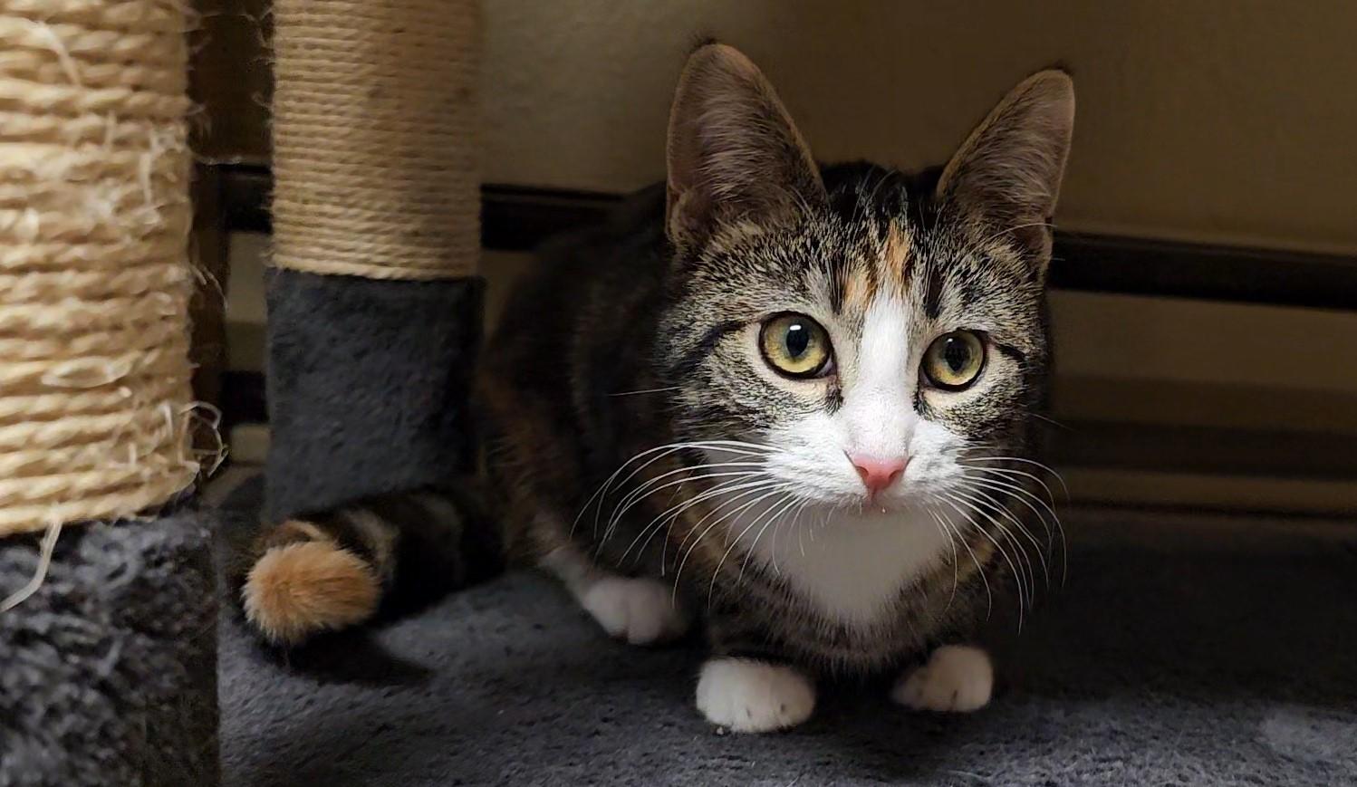 Enlarge Cedar, a Adoptable Domestic Short Hair in Pinedale, WY image 1/6