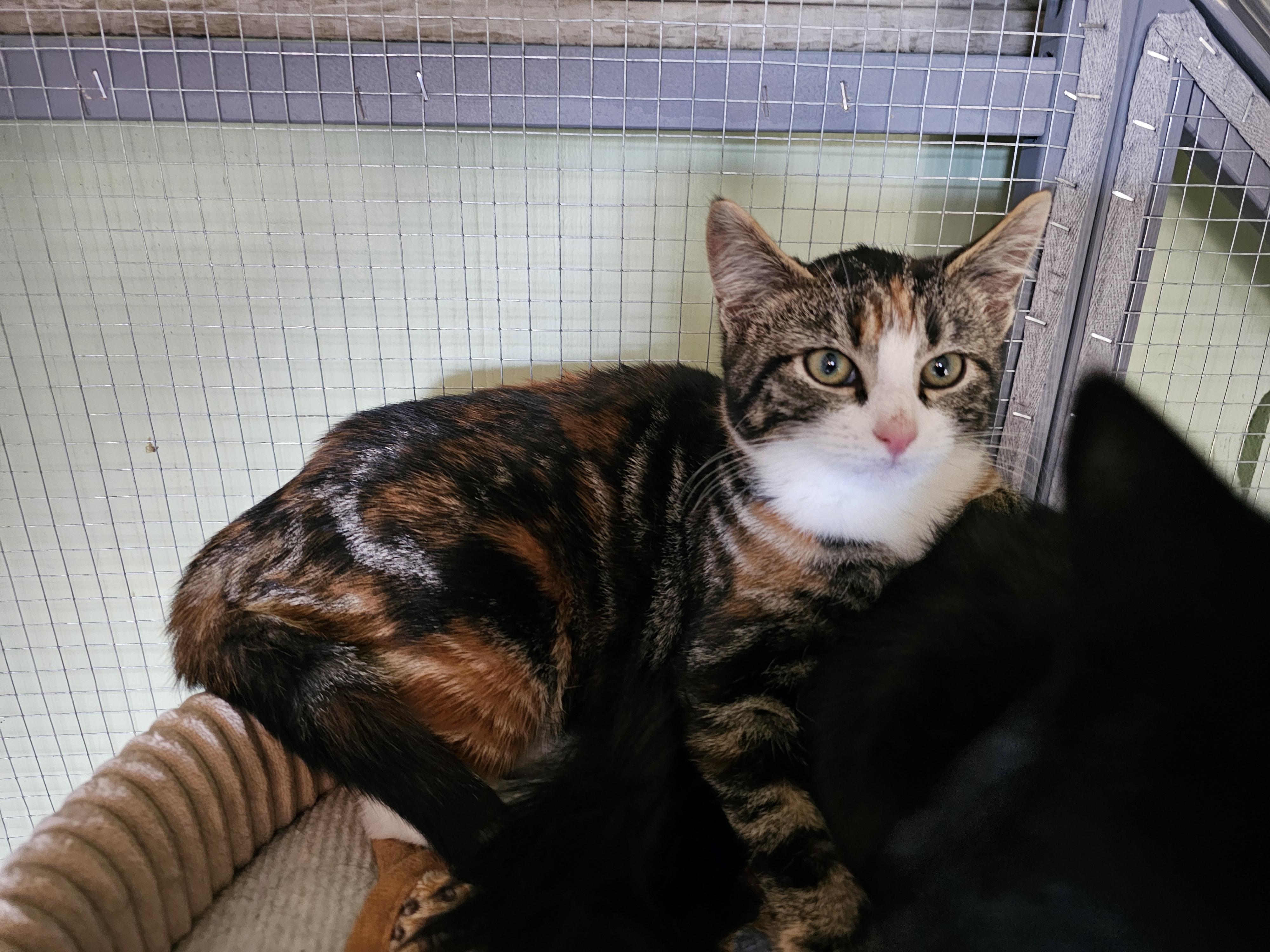 Enlarge Cedar, a Adoptable Domestic Short Hair in Pinedale, WY image 4/5