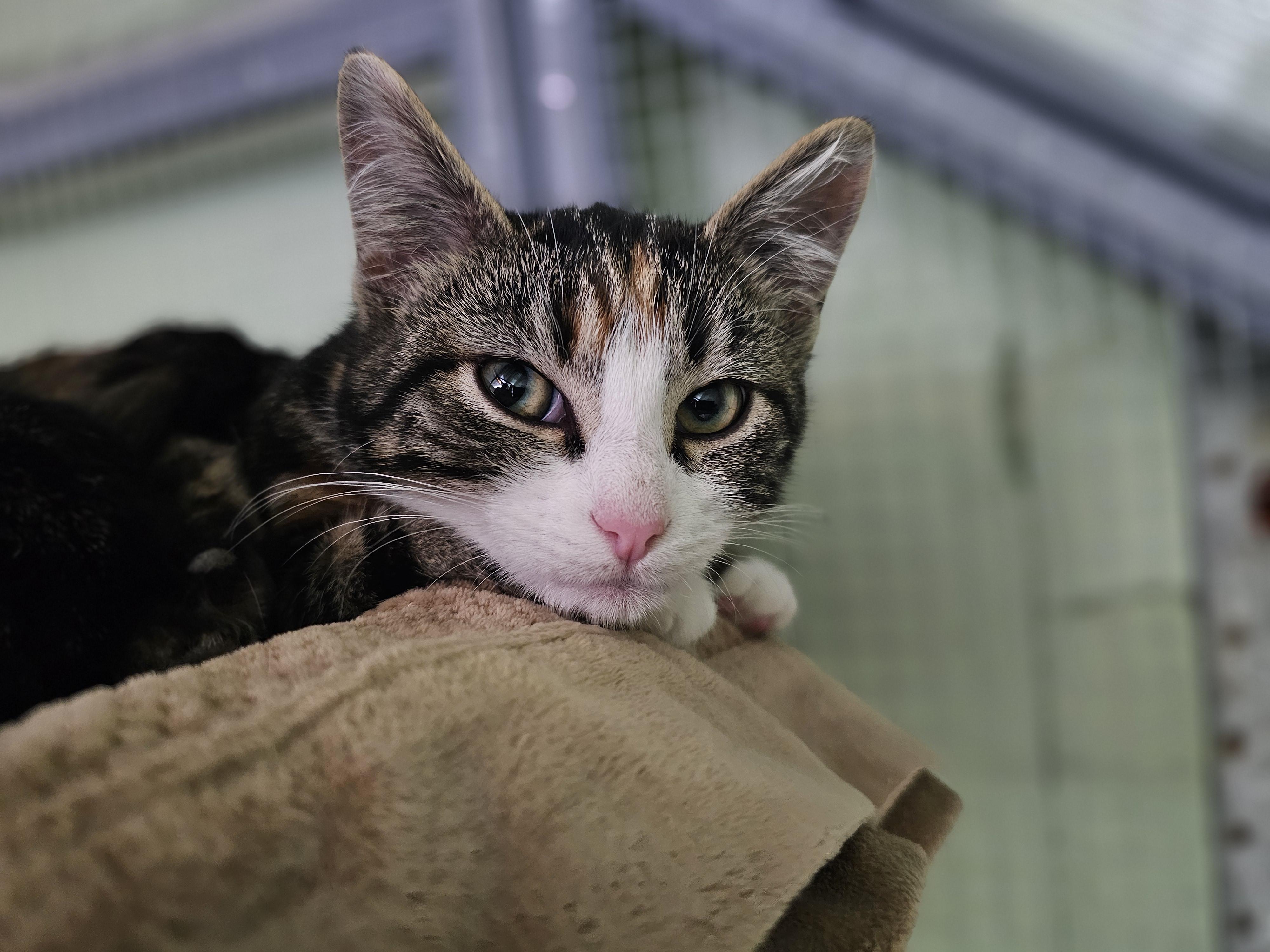 Enlarge Cedar, a Adoptable Domestic Short Hair in Pinedale, WY image 1/5