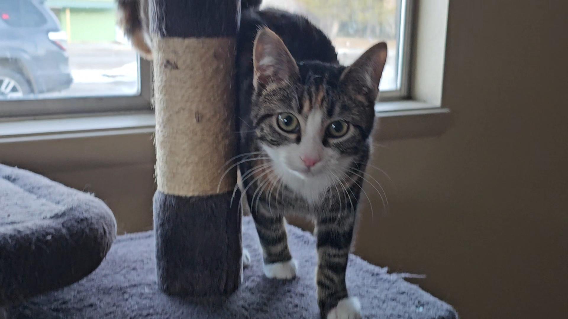 Enlarge Cedar, a Adoptable Domestic Short Hair in Pinedale, WY image 6/6