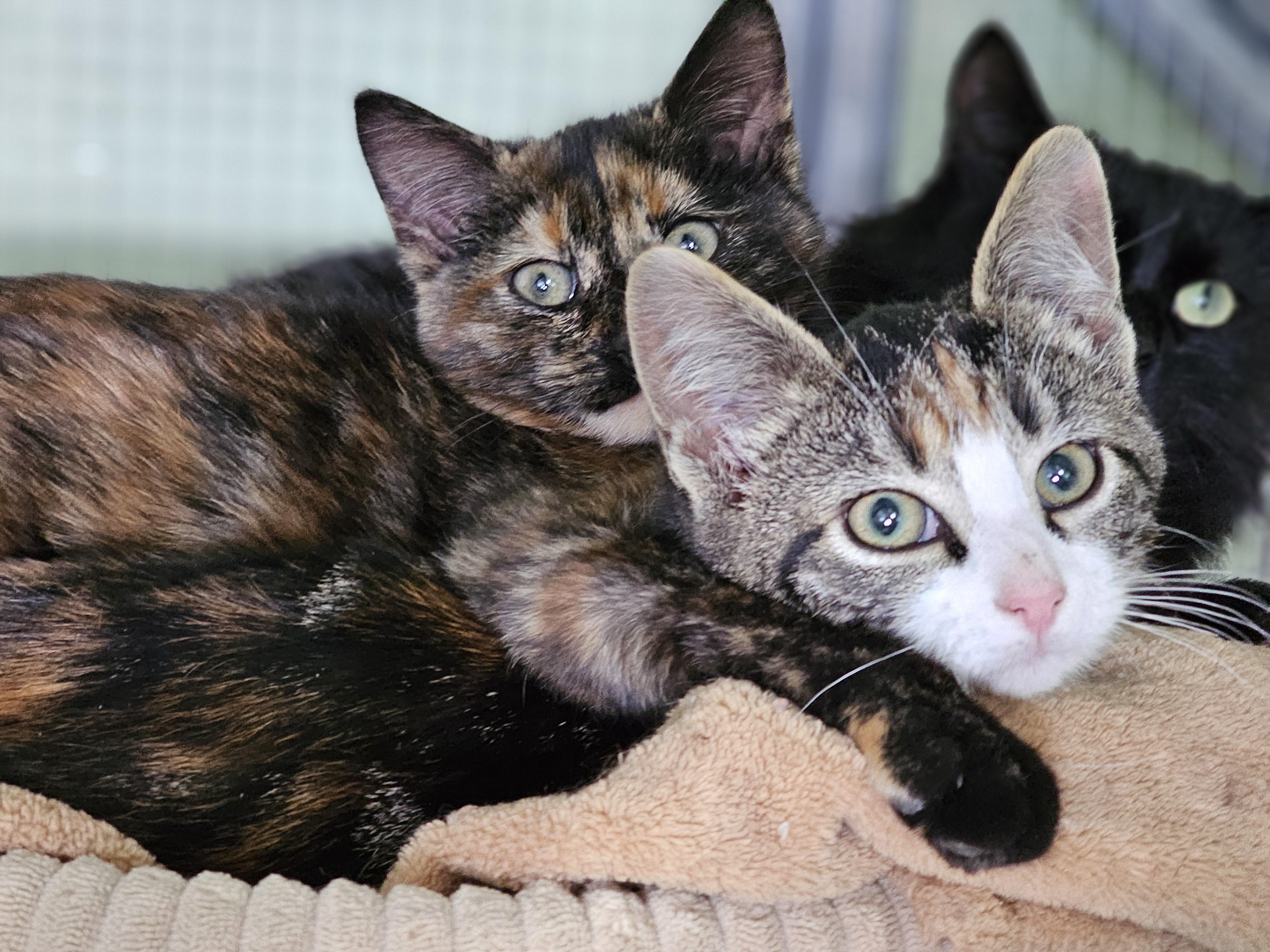 Enlarge Cedar, a Adoptable Domestic Short Hair in Pinedale, WY image 5/5