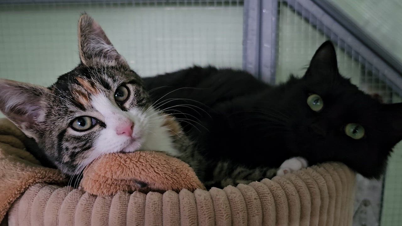 Enlarge Cedar, a Adoptable Domestic Short Hair in Pinedale, WY video 2/5