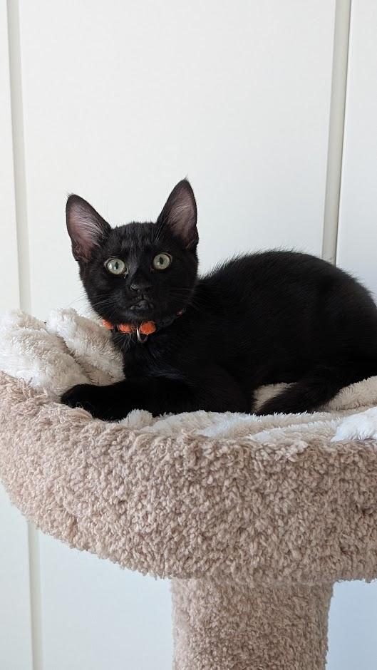Topaz - AUGUST ADOPTION SPECIAL