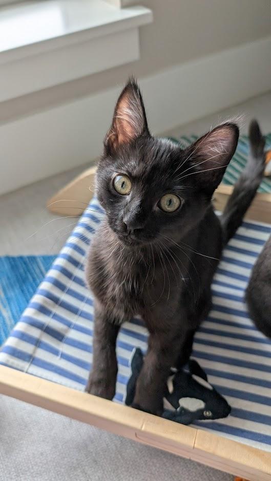 Topaz - AUGUST ADOPTION SPECIAL