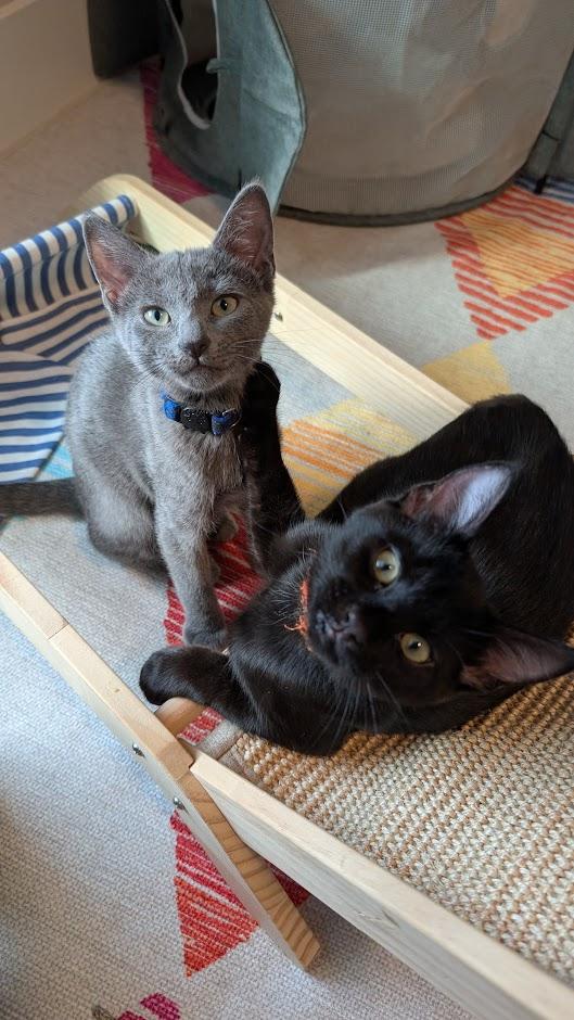Topaz - AUGUST ADOPTION SPECIAL