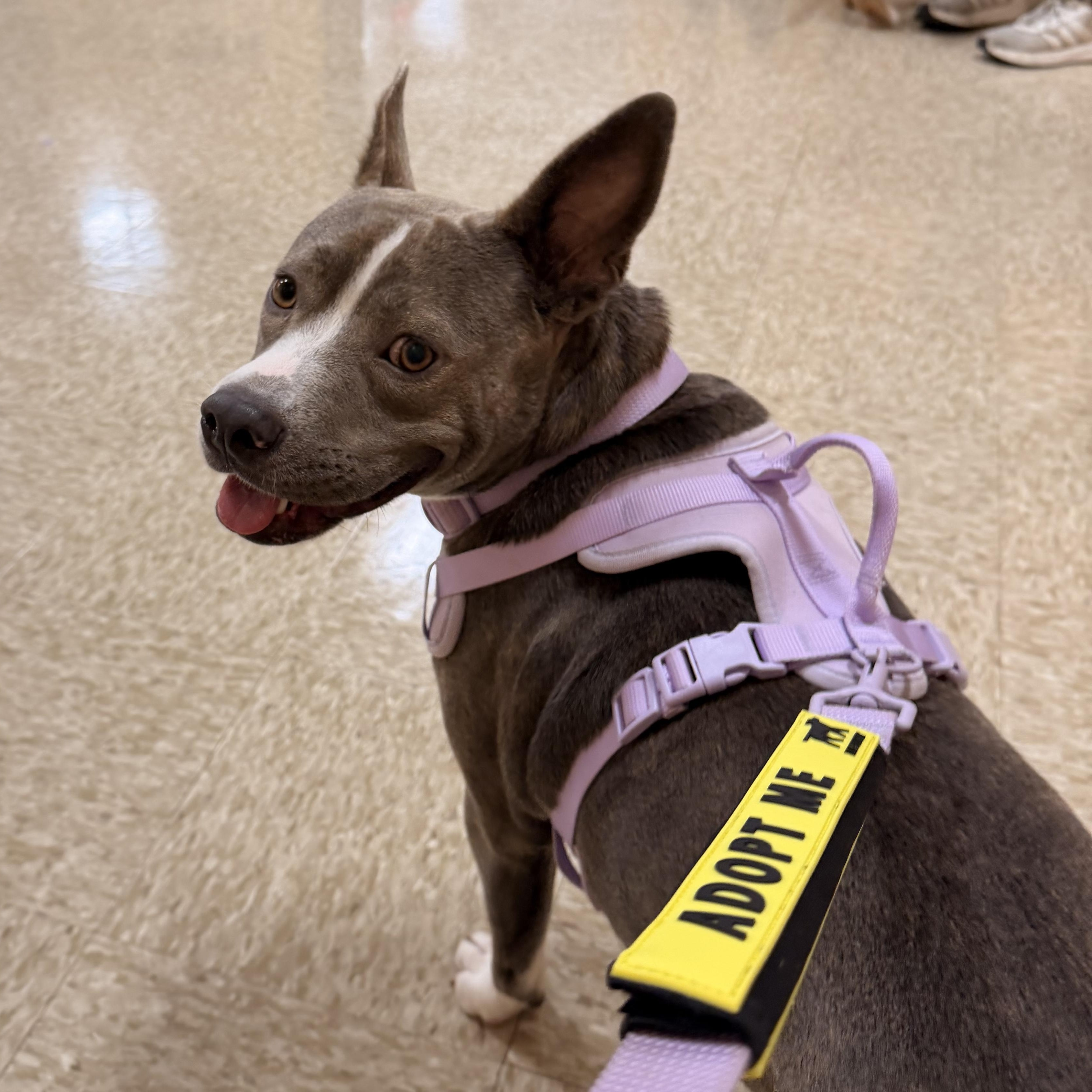Ladybug, Adoptable, Adult Female American Staffordshire Terrier.