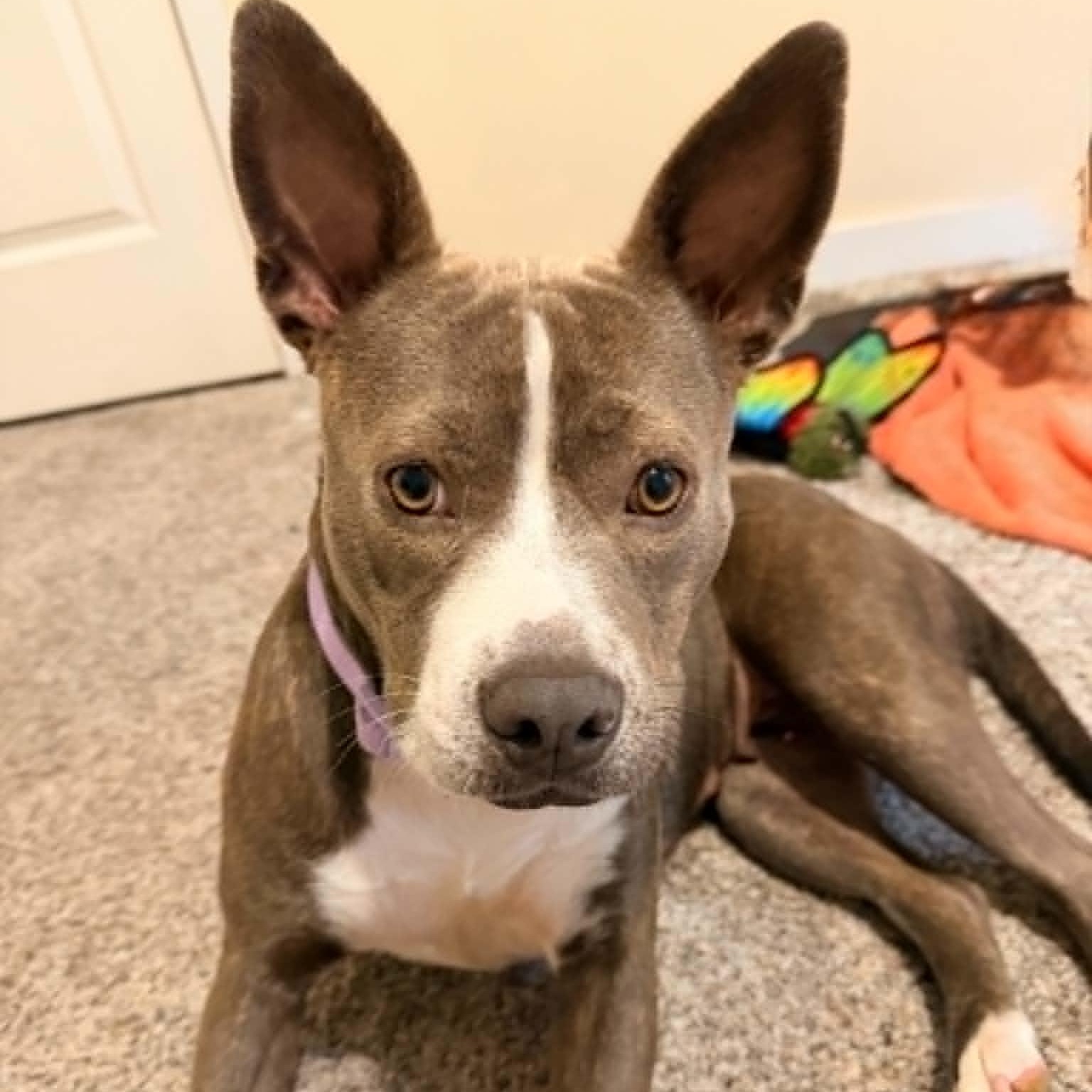 Enlarge Ladybug, a Adoptable American Staffordshire Terrier in Cleveland, OH image 3/6