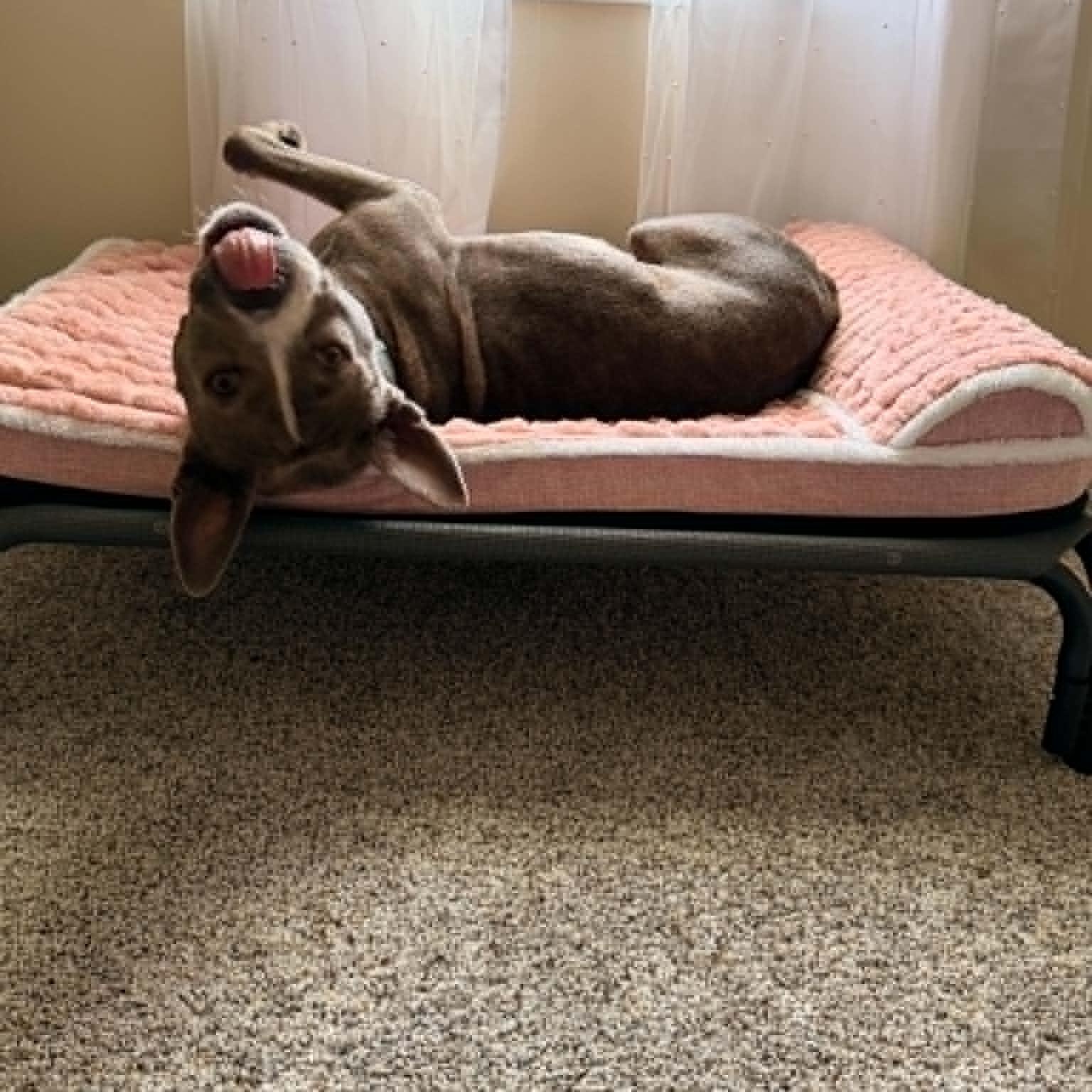Enlarge Ladybug, a Adoptable American Staffordshire Terrier in Cleveland, OH image 5/6