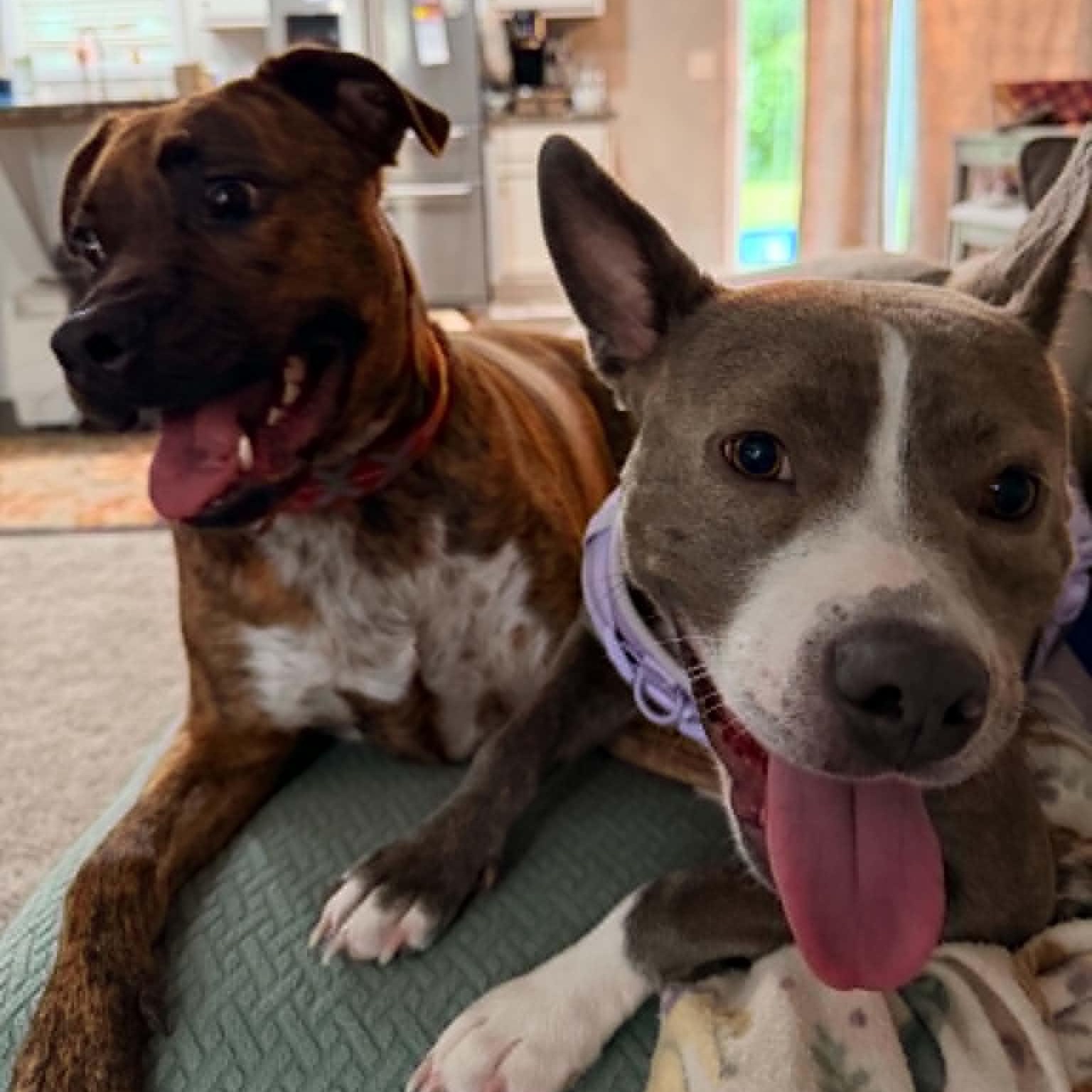 Enlarge Ladybug, a Adoptable American Staffordshire Terrier in Cleveland, OH image 2/6
