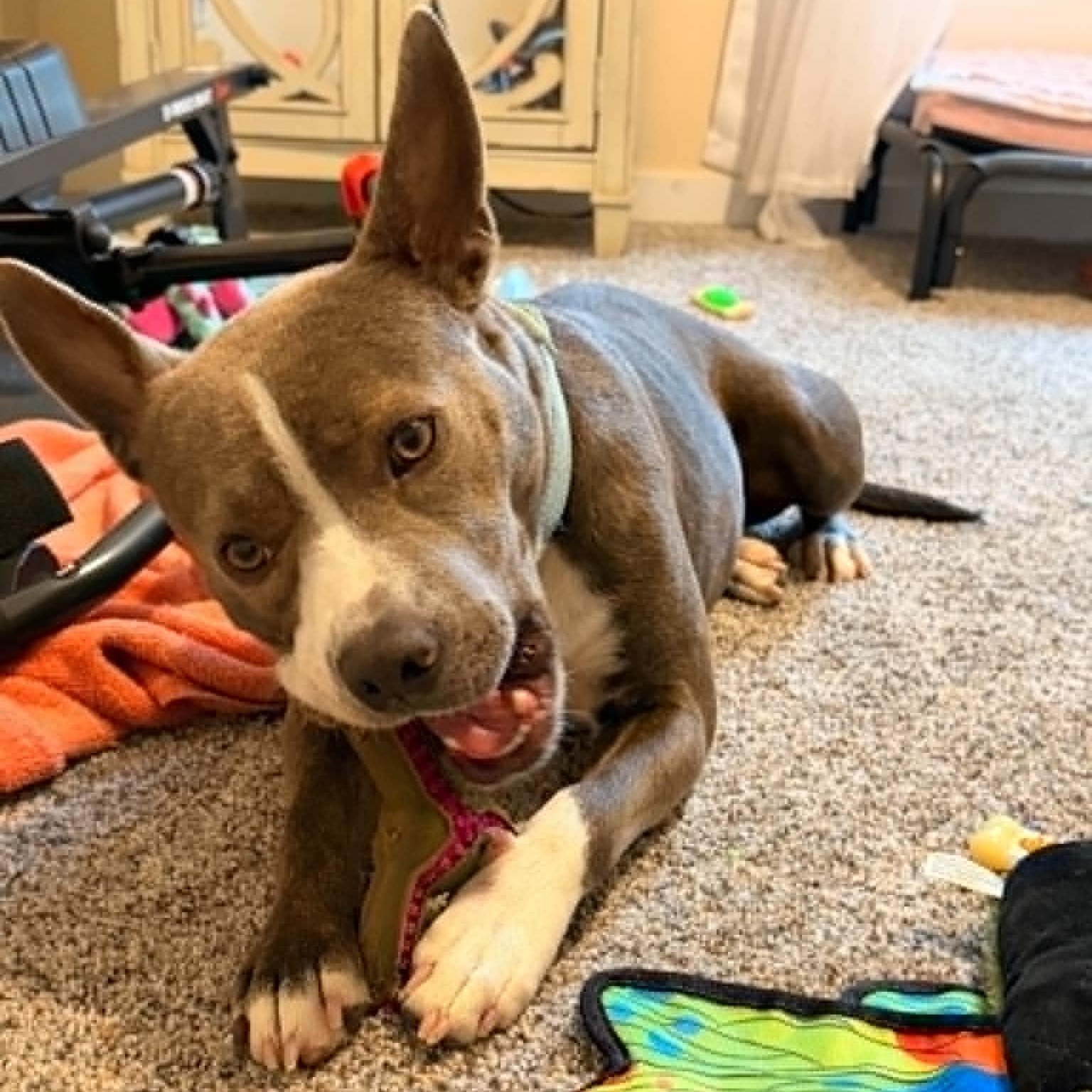 Enlarge Ladybug, a Adoptable American Staffordshire Terrier in Cleveland, OH image 4/6