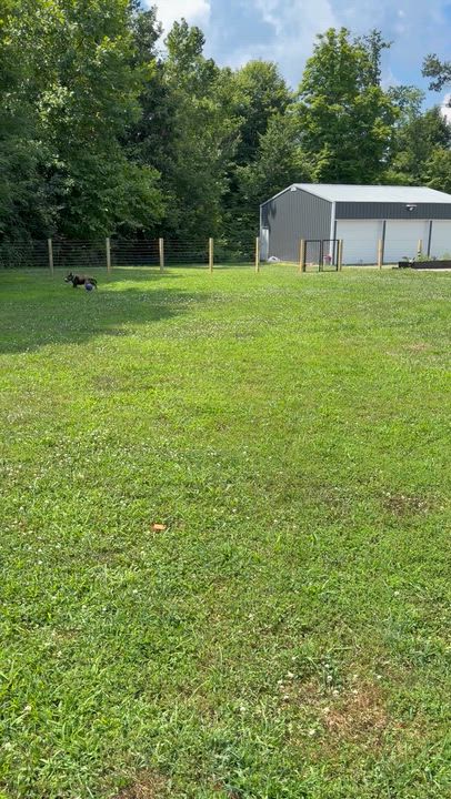 Enlarge Ladybug, a Adoptable American Staffordshire Terrier in Cleveland, OH video 6/6