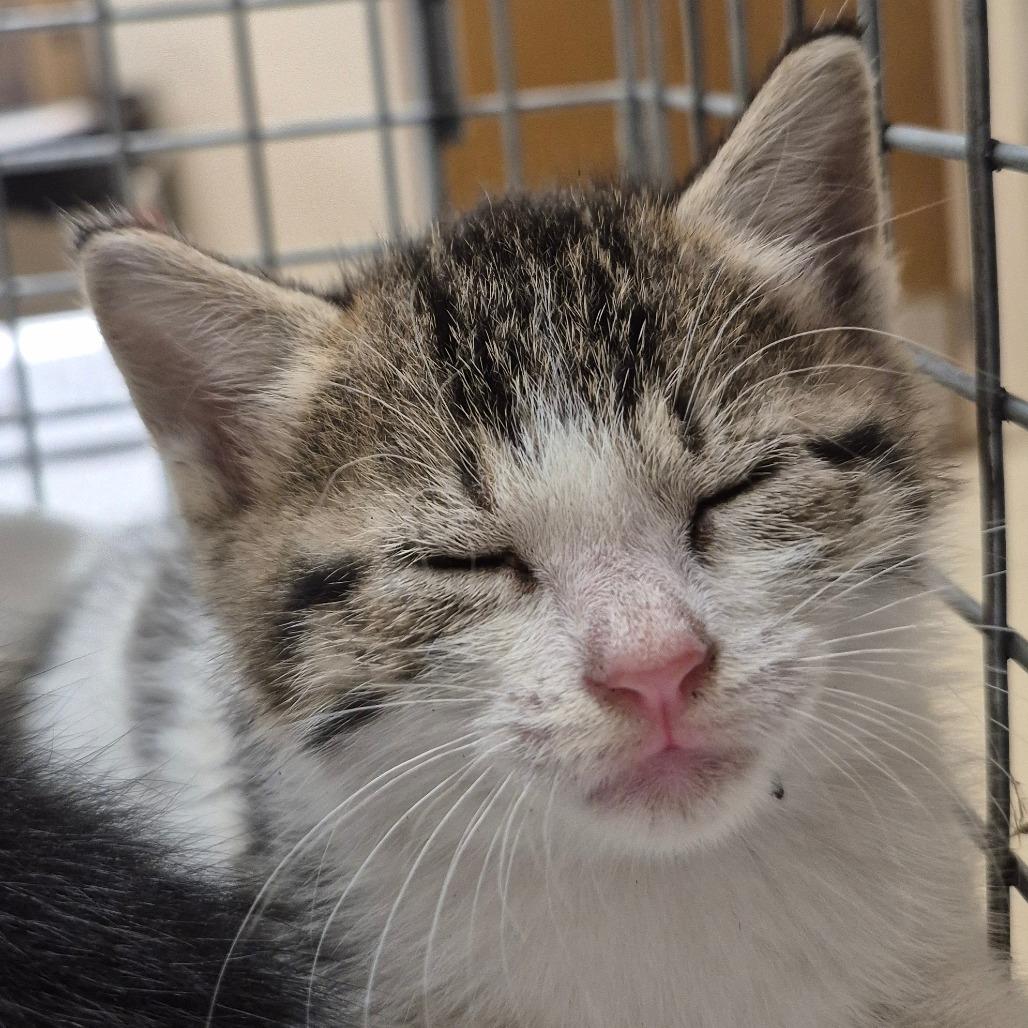 SCFL-Stray-67016, Adoptable, Kitten Female Domestic Short Hair.