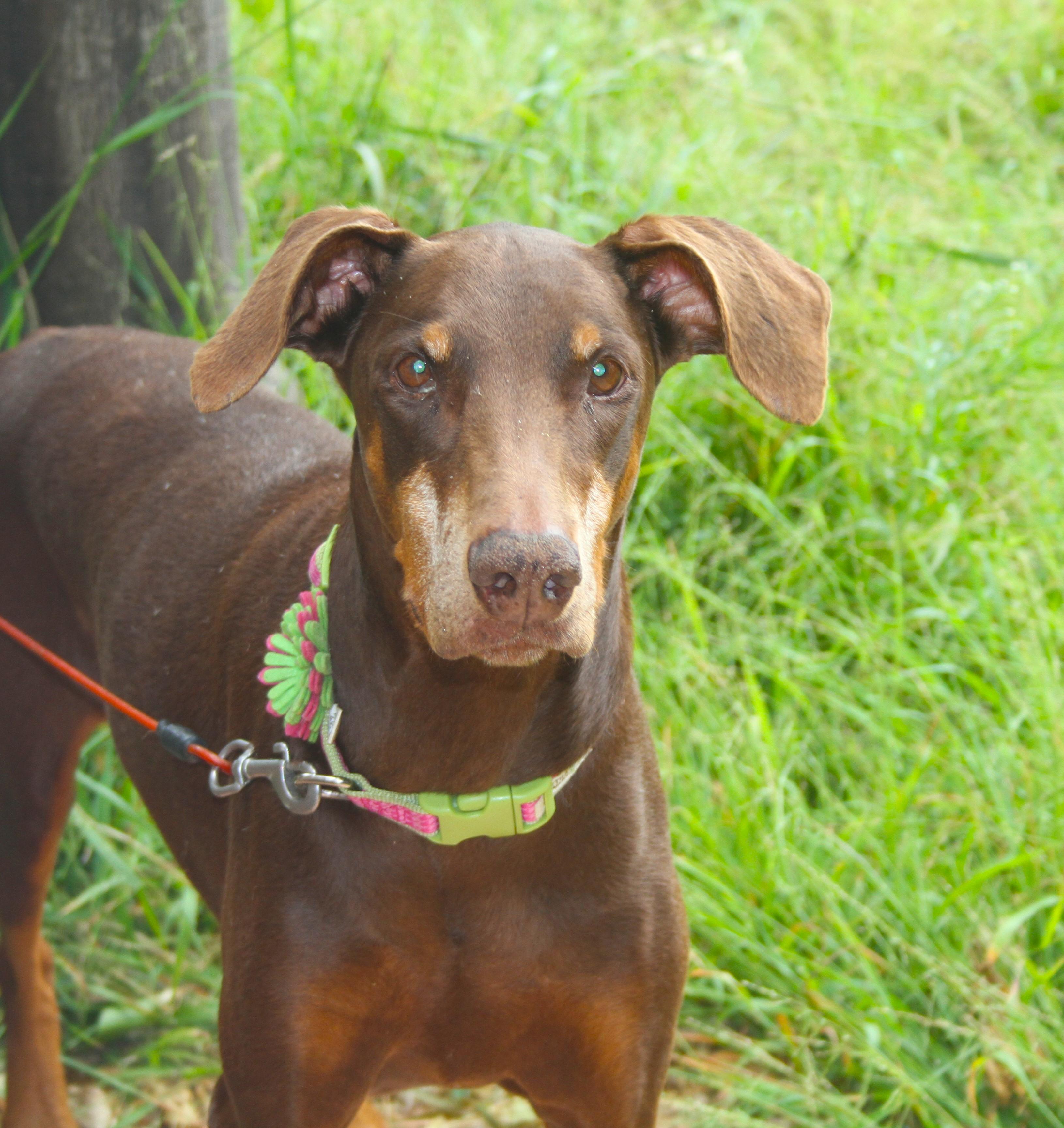 Enlarge Darla, a Adoptable Doberman Pinscher in Ventura, CA image 2/6