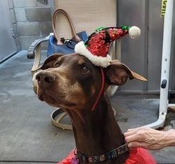 Enlarge Darla, a Adoptable Doberman Pinscher in Ventura, CA image 4/6