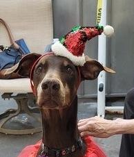 Enlarge Darla, a Adoptable Doberman Pinscher in Ventura, CA image 5/6