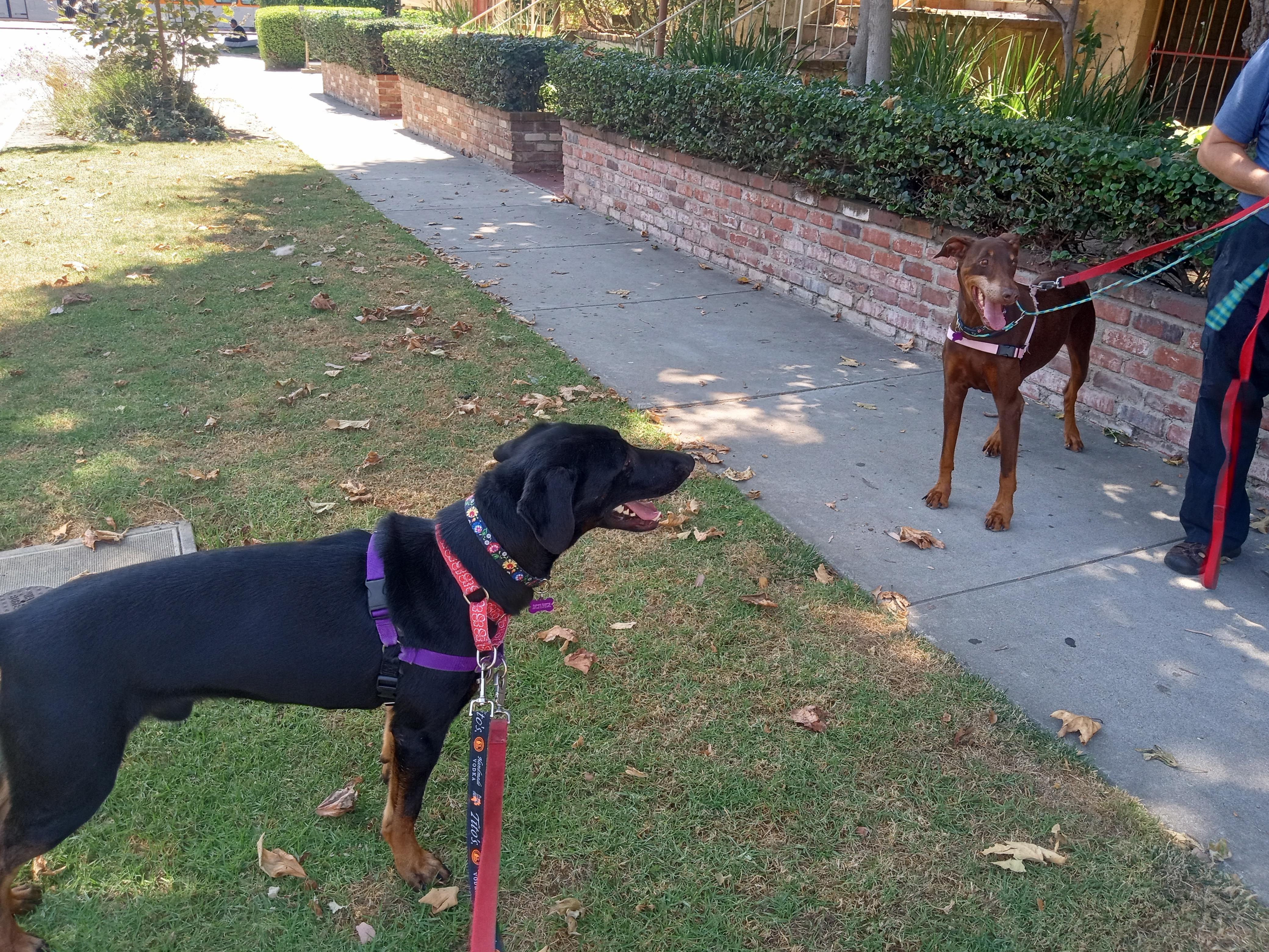 Enlarge Darla, a Adoptable Doberman Pinscher in Ventura, CA image 5/6