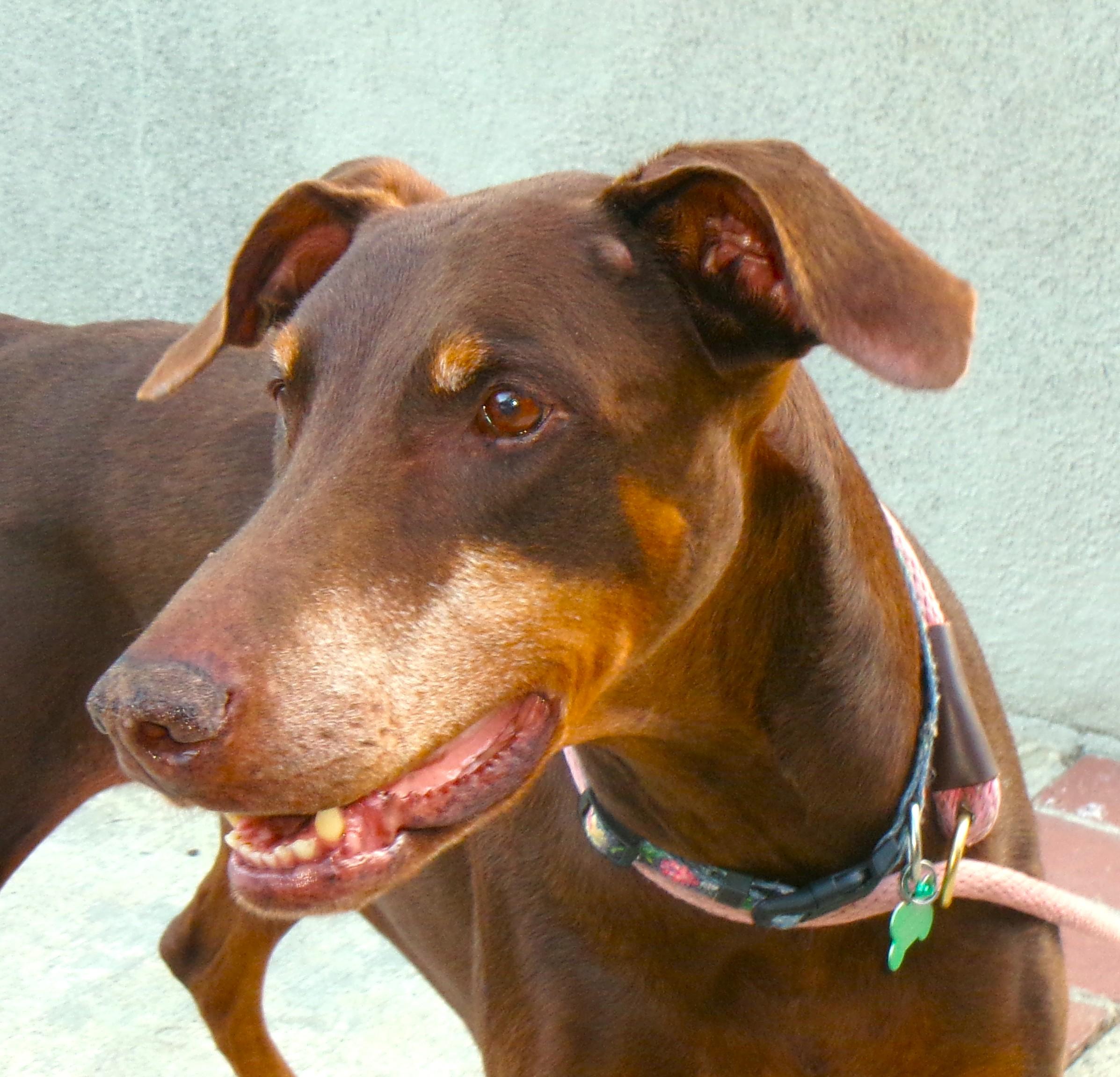 Enlarge Darla, a Adoptable Doberman Pinscher in Ventura, CA image 6/6