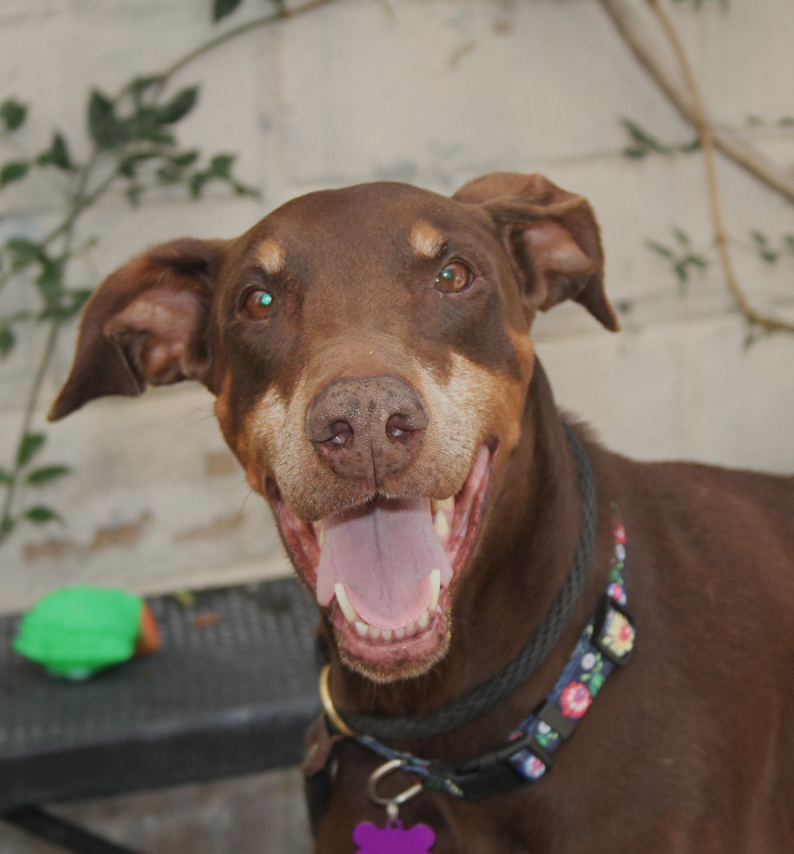 Darla, Adoptable, Adult Female Doberman Pinscher.