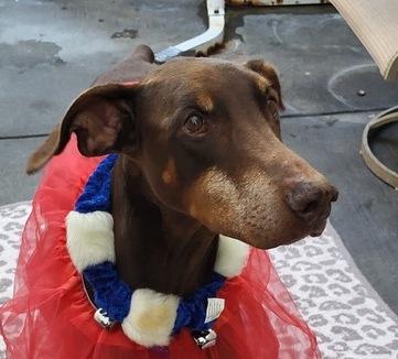 Darla Doberman Pinscher Dog