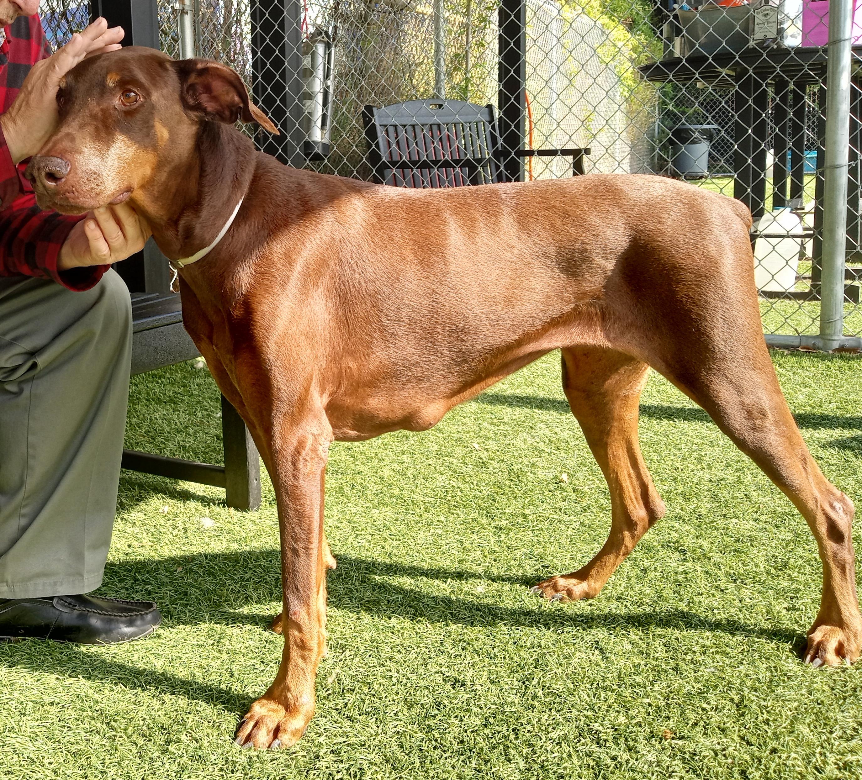 Darla, Adoptable, Adult Female Doberman Pinscher.