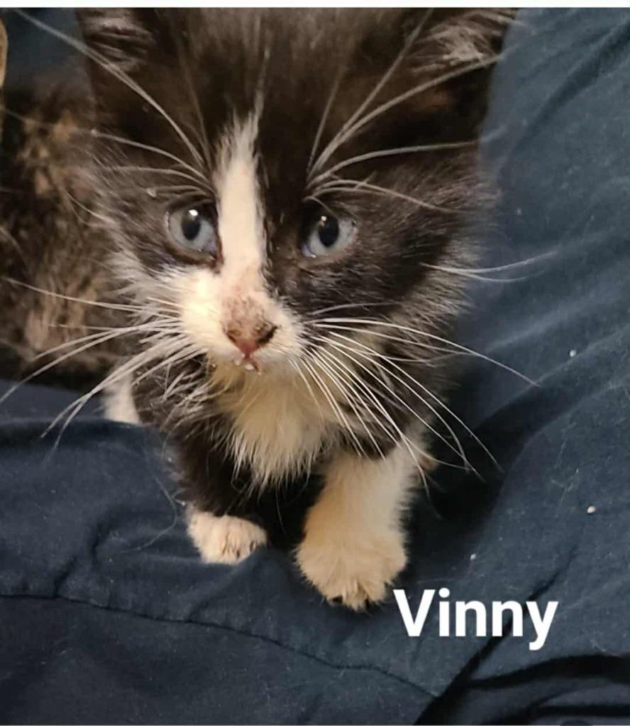 Vinny, a Adoptable mixed breed in Minot, ND image 4/4