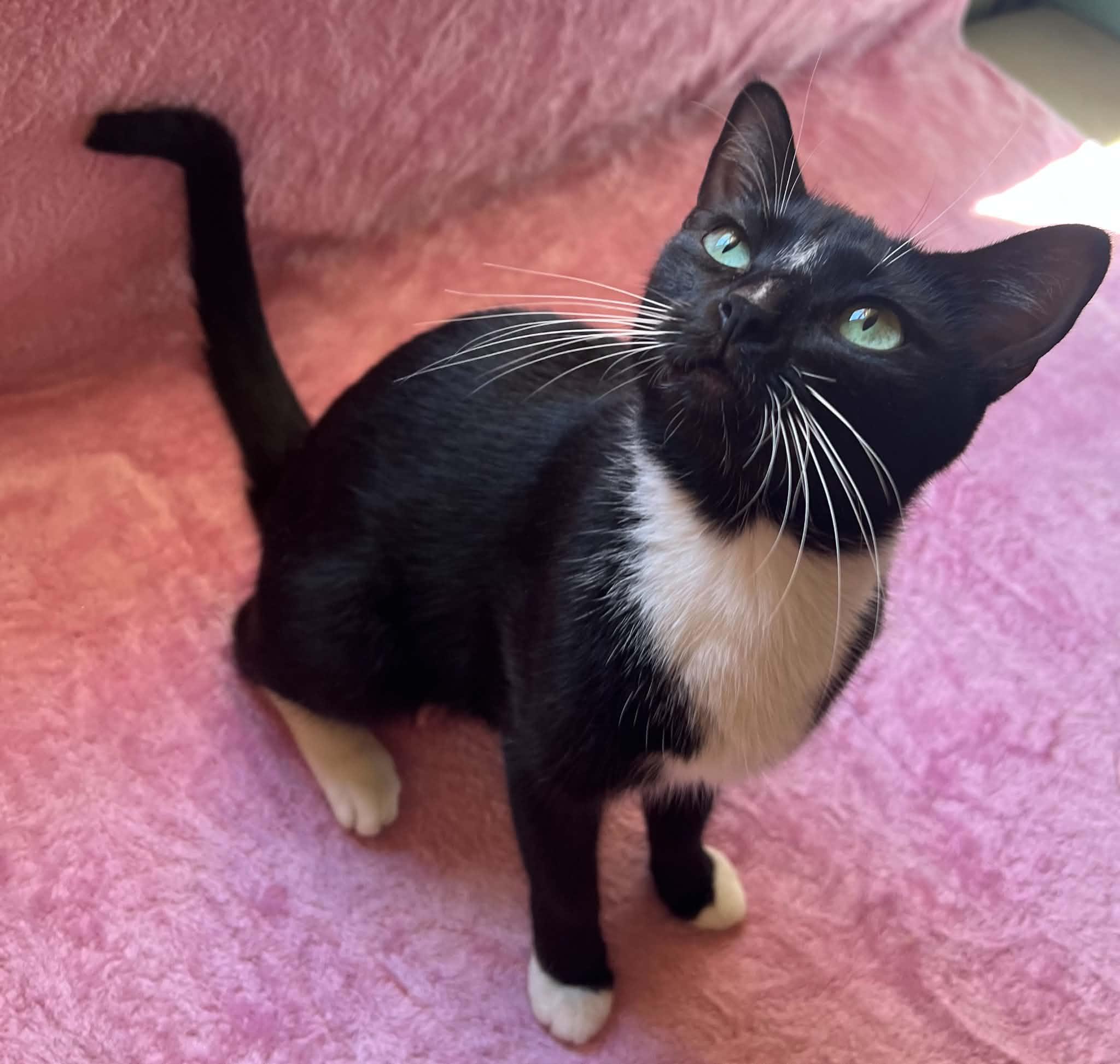 Enlarge Lappi, a Adoptable Domestic Short Hair in Brooklyn, NY image 3/5