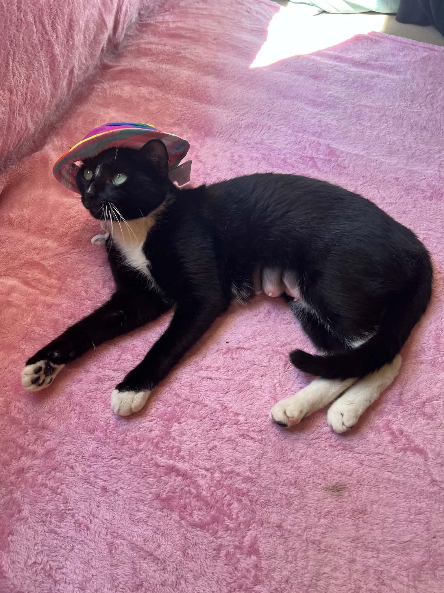 Enlarge Lappi, a Adoptable Domestic Short Hair in Brooklyn, NY image 5/5