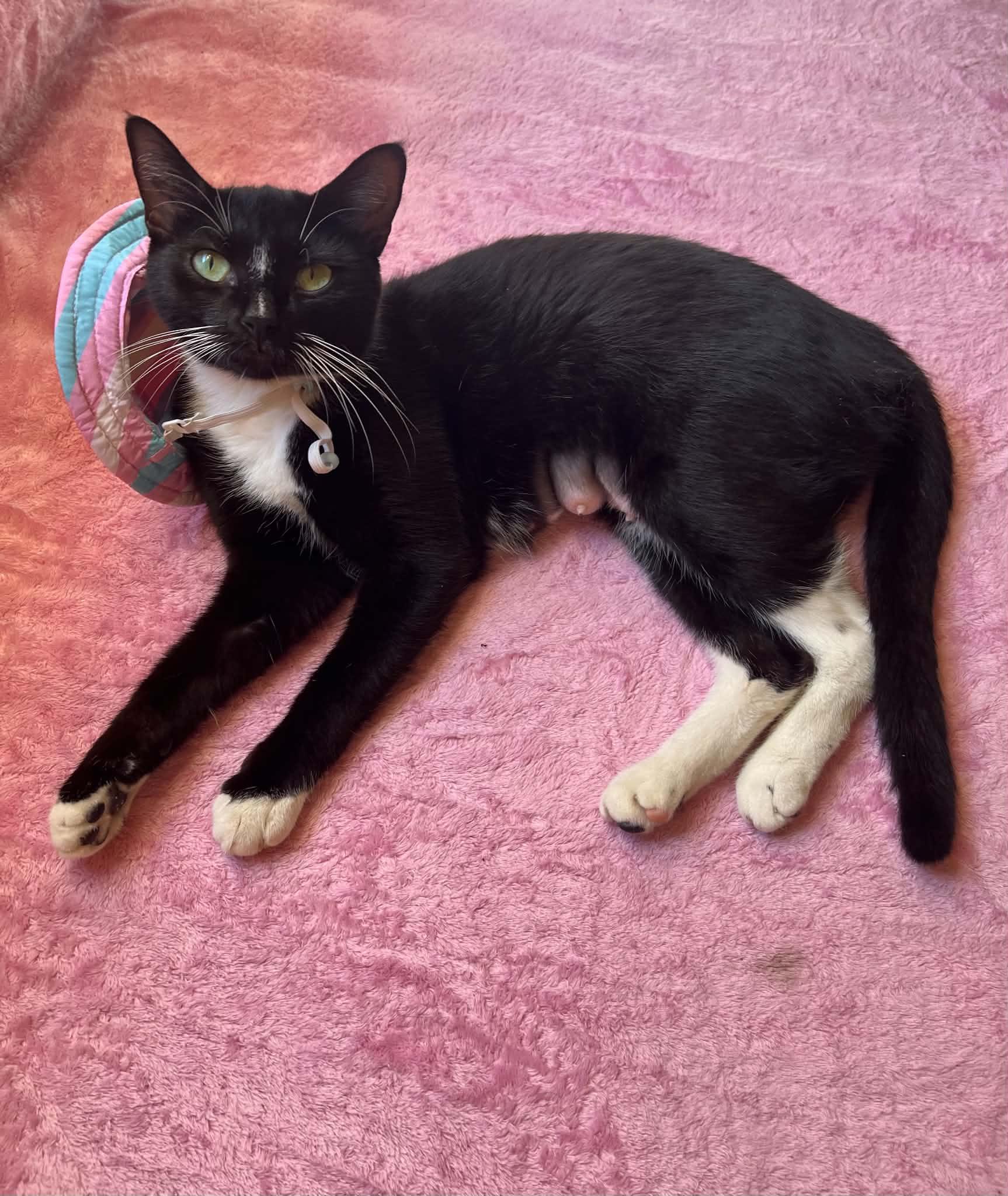 Enlarge Lappi, a Adoptable Domestic Short Hair in Brooklyn, NY image 2/5