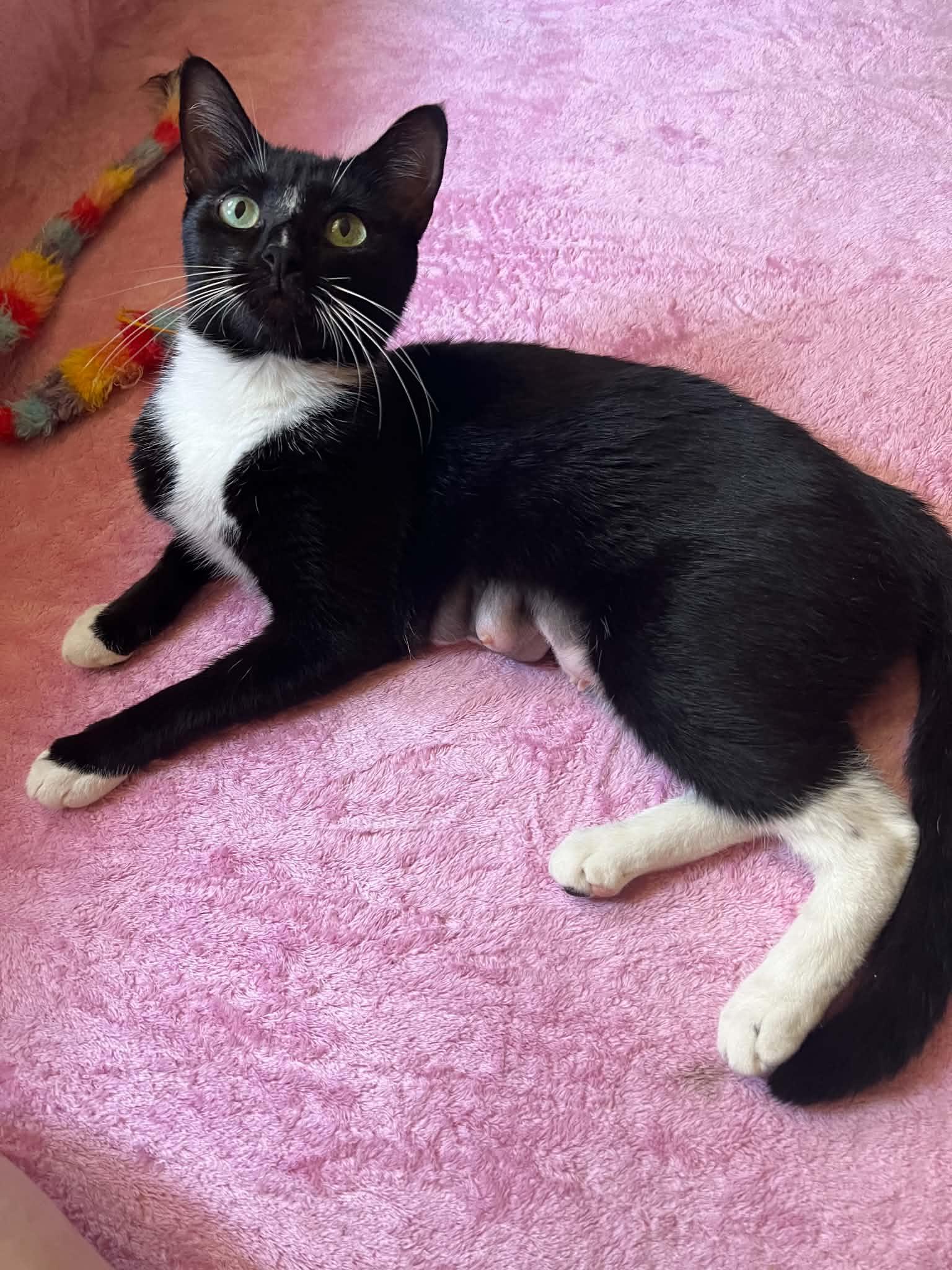 Enlarge Lappi, a Adoptable Domestic Short Hair in Brooklyn, NY image 1/5