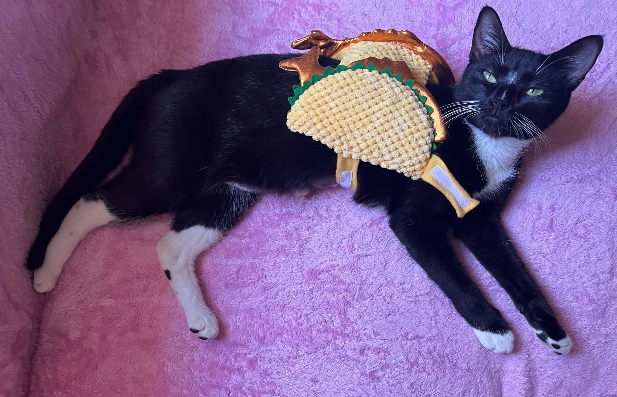 Enlarge Lappi, a Adoptable Domestic Short Hair in Brooklyn, NY image 4/5