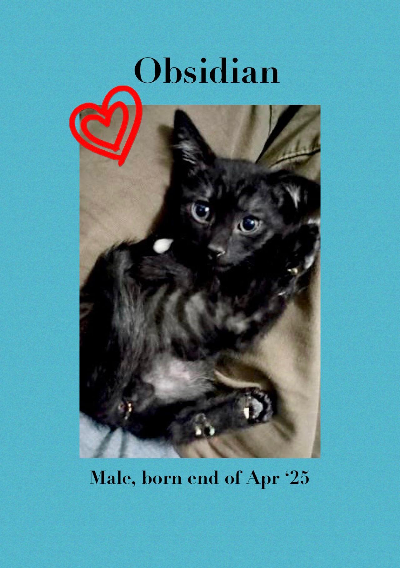 Obsidian male born end of April 2025 Obsidian is the handsome wild child with a coat covered in s