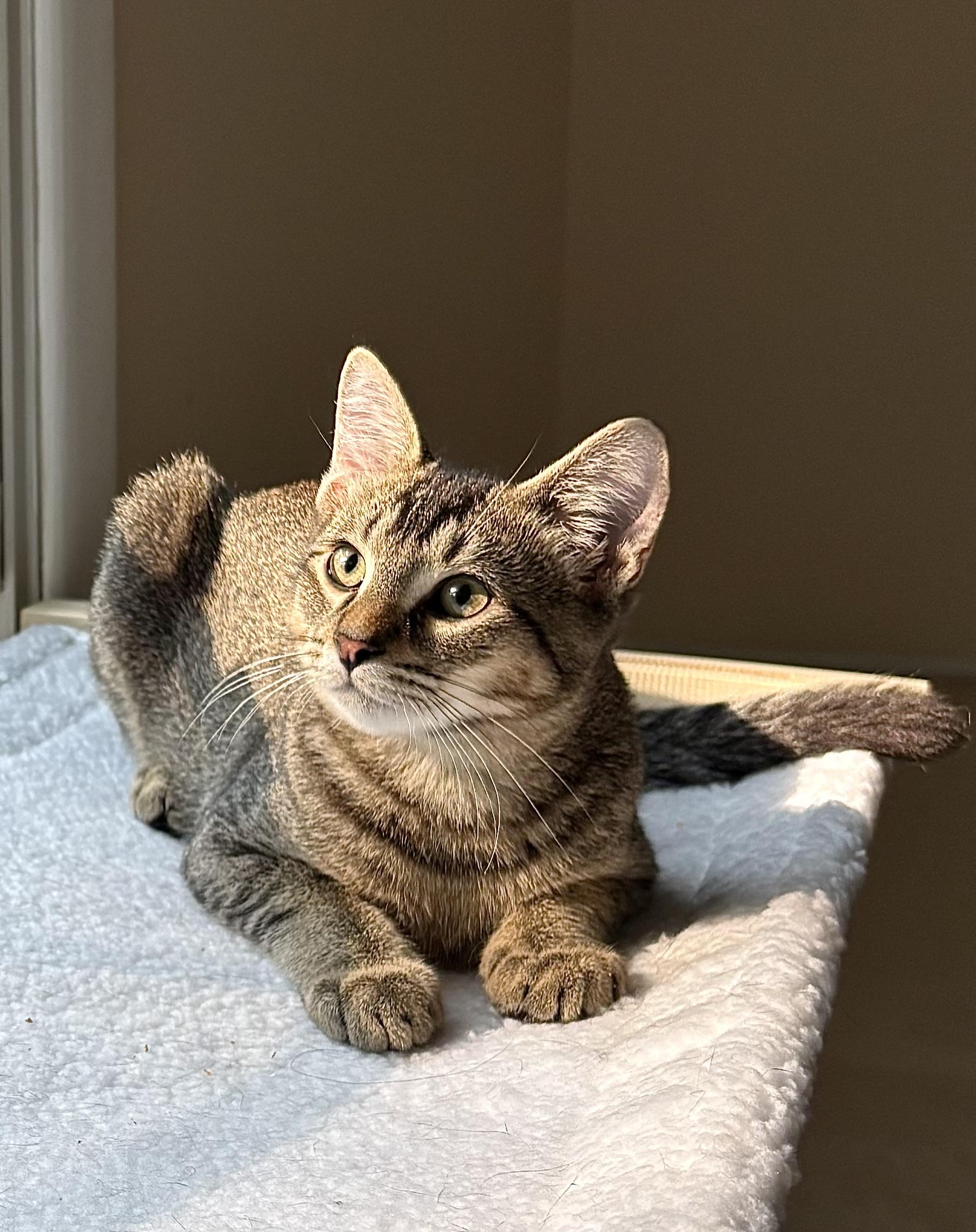 Luke, an adoptable Domestic Short Hair in Ridgefield, CT image 2/6