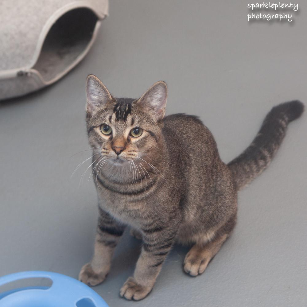 Enlarge Luke, a Adoptable Domestic Short Hair in Ridgefield, CT image 2/6