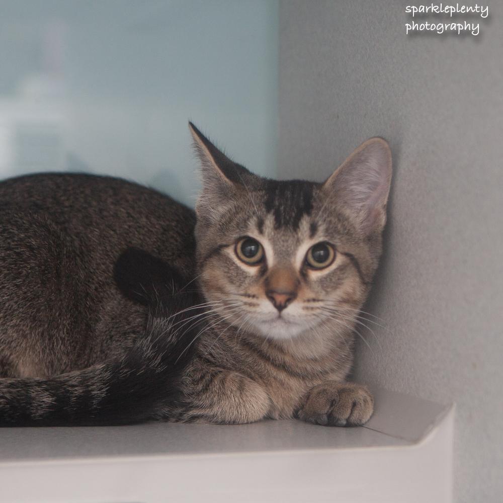 Luke, adoptable, Kitten Male Domestic Short Hair.