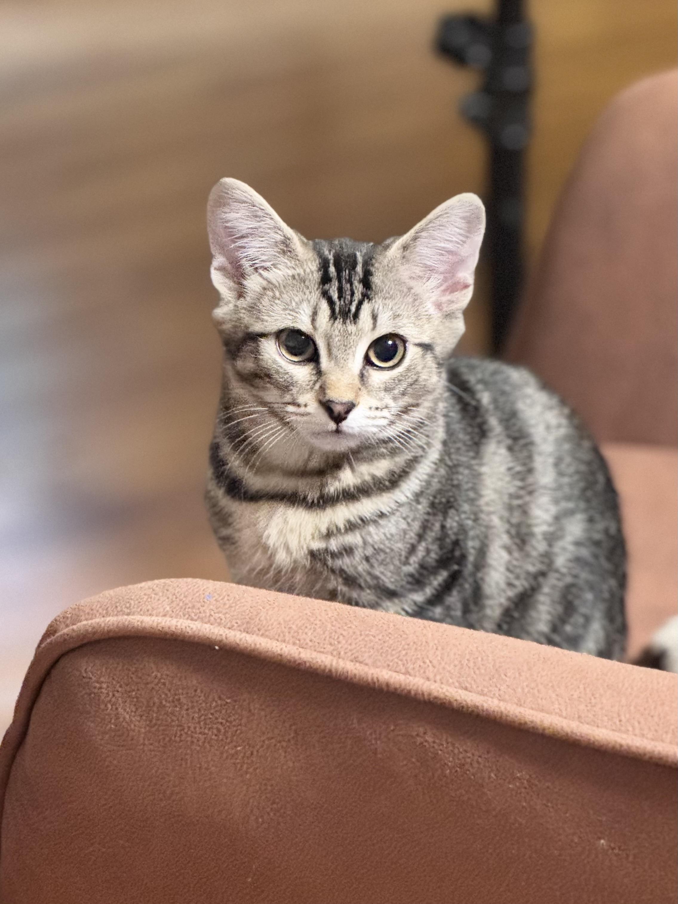 Luke, an adoptable Domestic Short Hair in Ridgefield, CT image 6/6