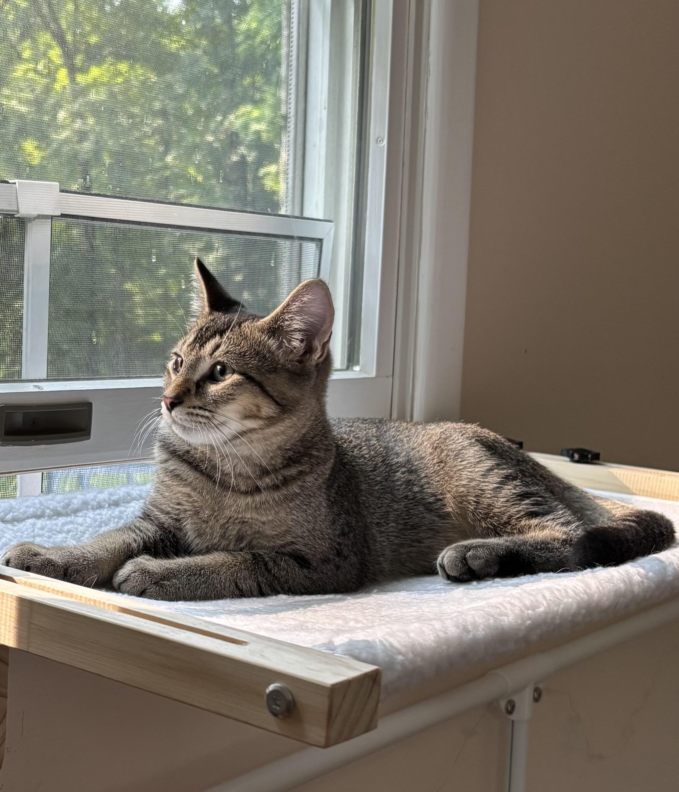 Luke, an adoptable Domestic Short Hair in Ridgefield, CT image 4/6