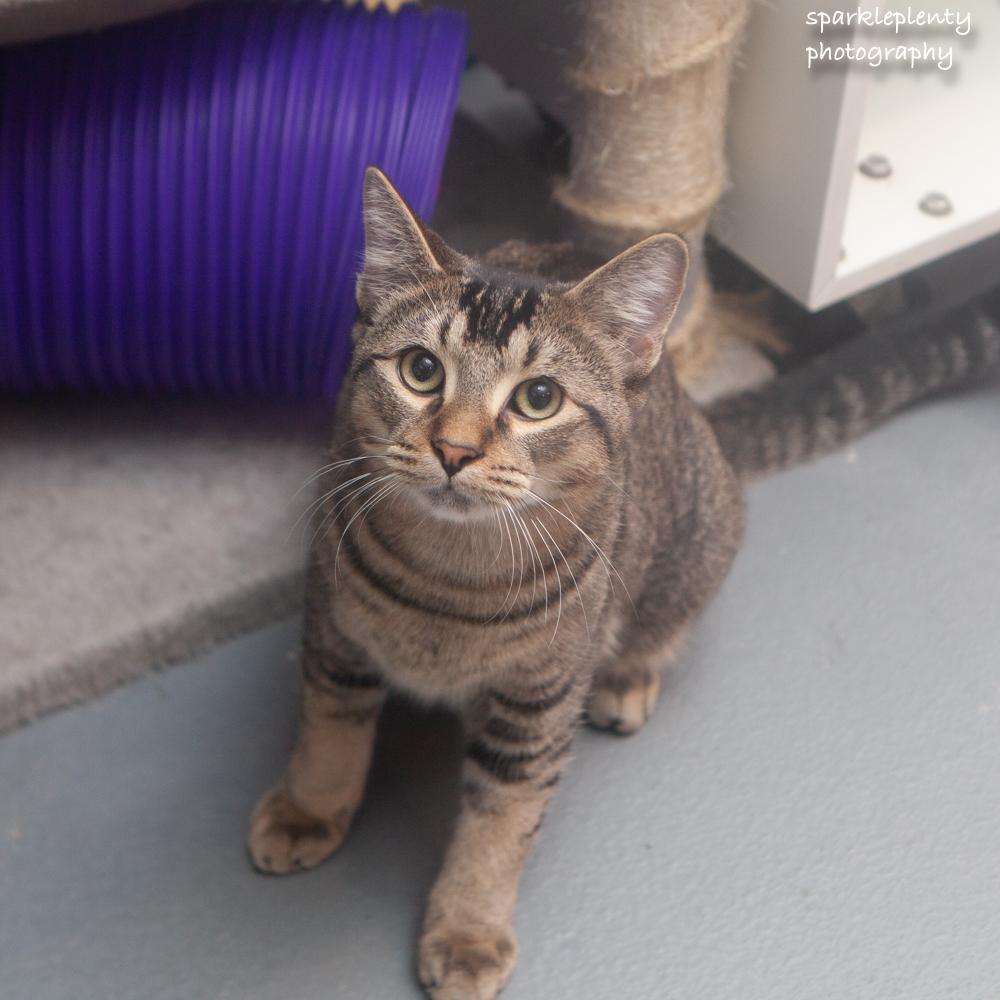 Enlarge Luke, a Adoptable Domestic Short Hair in Ridgefield, CT image 1/6