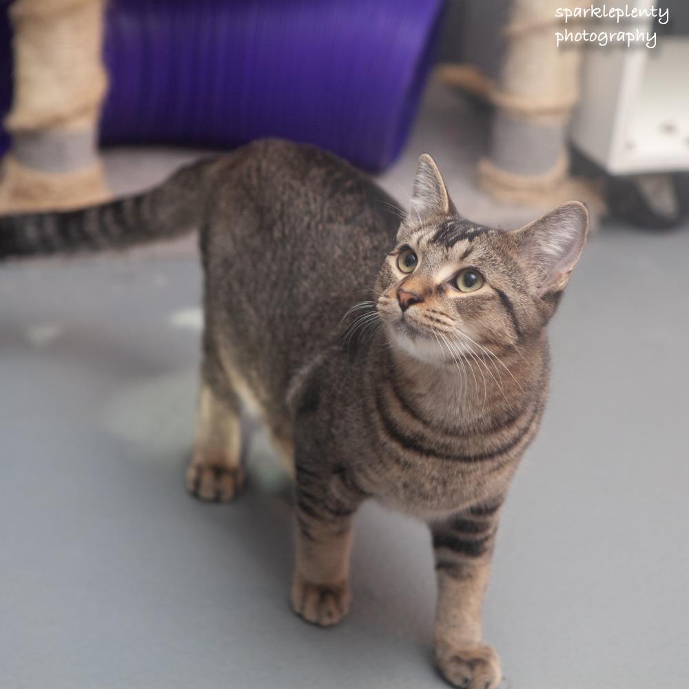 Enlarge Luke, a Adoptable Domestic Short Hair in Ridgefield, CT image 3/6