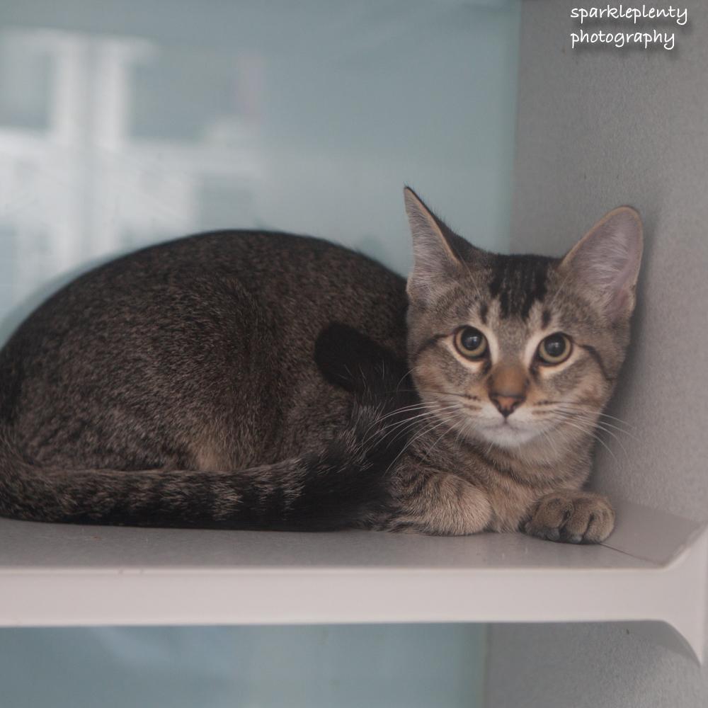 Luke, an adoptable Domestic Short Hair in Ridgefield, CT image 3/6