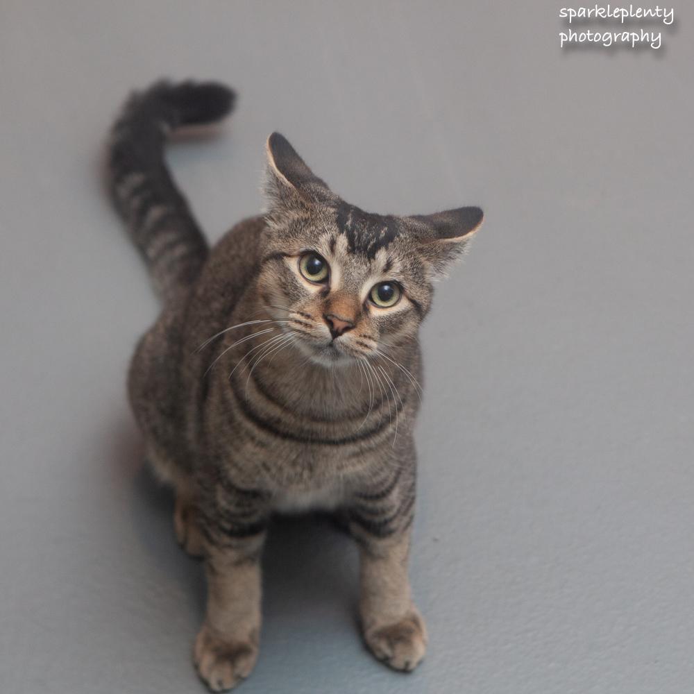 Enlarge Luke, a Adoptable Domestic Short Hair in Ridgefield, CT image 4/6